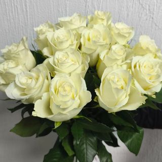 Роза Кения белая 15шт