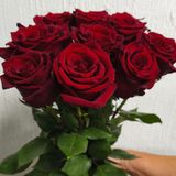 Эксплоер троянда Эквадор 9шт