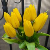 Желтый тюльпан 9шт