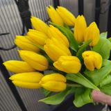 Жёлтый тюльпан 15шт