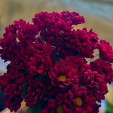 5 гілок червоної ромашки