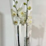 Орхідея 2 гілкі біла