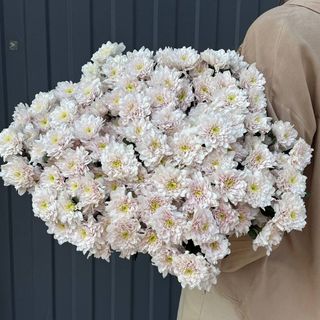 Хризантема кущова рожева