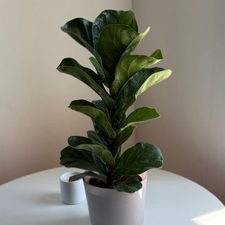 Фікус Лірата