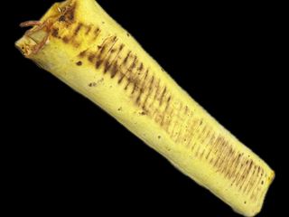 Лапатасьон 1,2 кг