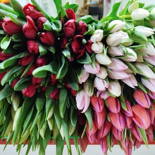 Тюльпан мікс в асортименті