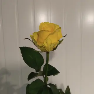 Троянда сорту Пені Лейн