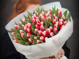 Букет з 101-го двокольорового тюльпану перших сортів