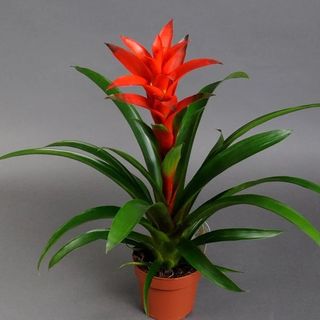 Вазон з GUZM першого сорту