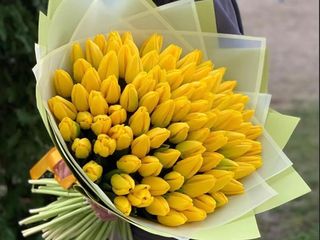 Букет з 101-го жовтого голландського тюльпану перших сортів