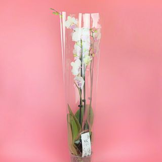 Фаленопсис білий голландський