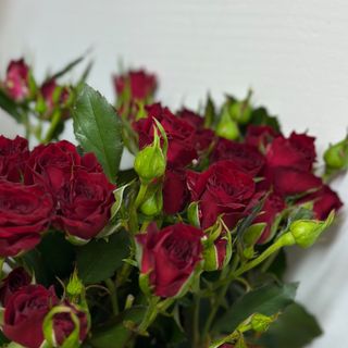 Кущова троянда RED