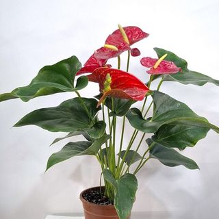 Вазон з голландського Антуріуму першого сорту