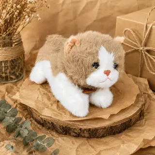 Котик Томі (1016)