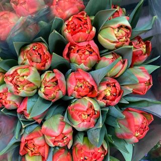 Тюльпан піоновидний помаранчевий