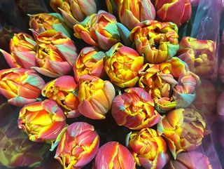 Тюльпан піоноподібний (вогняний)