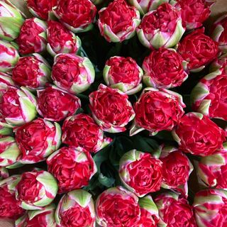 Тюльпан піоновидний Pamplona