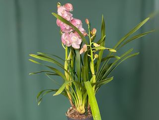 Орхідея ЦИМБІДИУМ