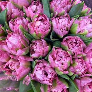 Тюльпан піоновидний рожево-зелений