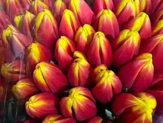 Тюльпан (червоно-жовтий)