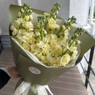 Букет із 5 гілок Матіоли