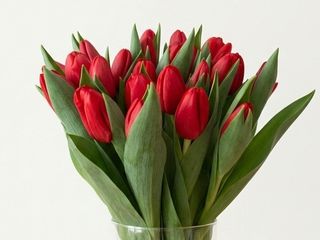 Тюльпан  червоний.