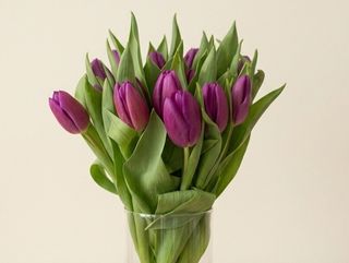 Тюльпан  ліловий