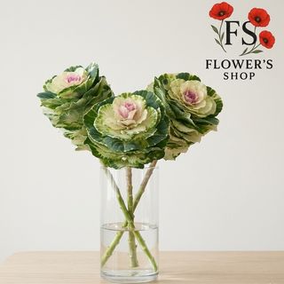 Декоративна квітка капуста, 1 шт