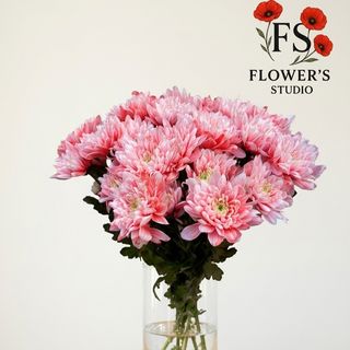 Хризантема абрикосова балтіка, поштучно