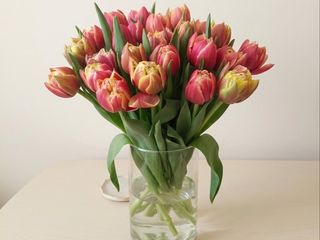 Піоновідний  тюльпан.Сорт Columbus