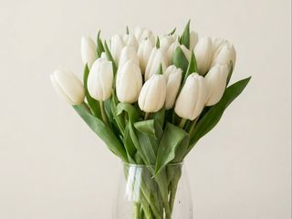 Тюльпан білий