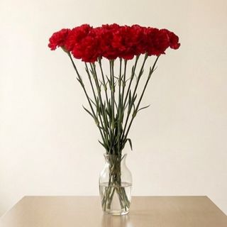 Гвоздика червона