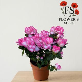 Азалія біла з рожевою  смужкою.