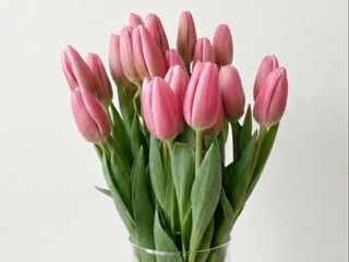Тюльпан  рожевий.