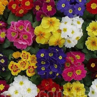 Примула  біла, червона, фіолетова, рожево-біла