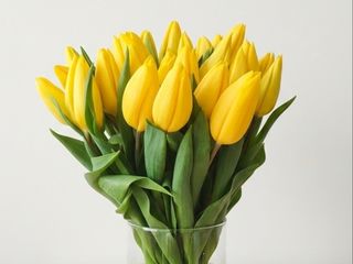 Тюльпан  жовтий