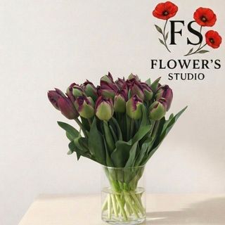 Тюльпан  бордо піоновідний.