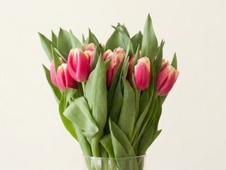 Тюльпан  червонобілий .