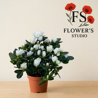 Азалія біла.