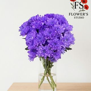 Хризантема балтіка, лавандового кольору,  поштучно