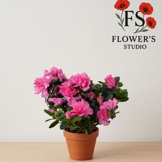 Азалія рожева.