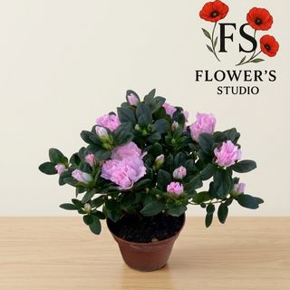 Азалія світло рожева