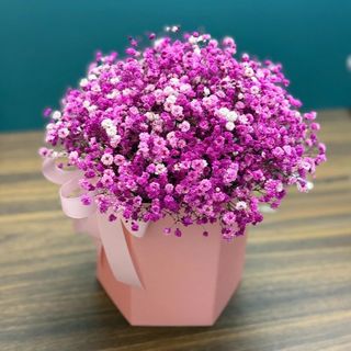 Коробка з гіпсофіли