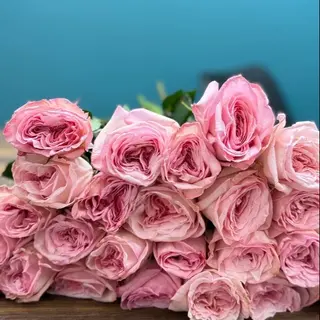 Троянда  Pink O'Hara