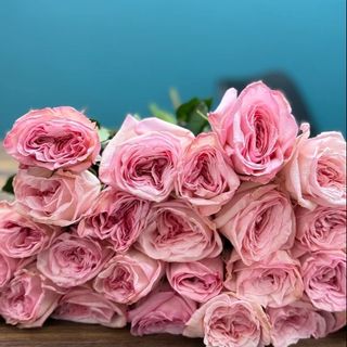 Троянда Pink O'Hara