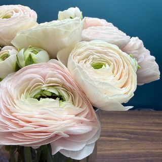 Ранункулус ХАНОЙ