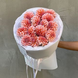 Жоржини Peach & Cream