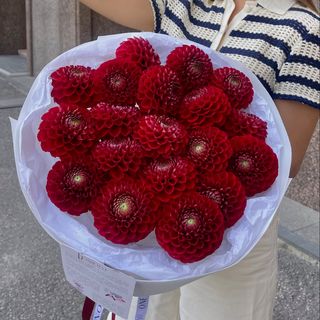 Бордові жоржини