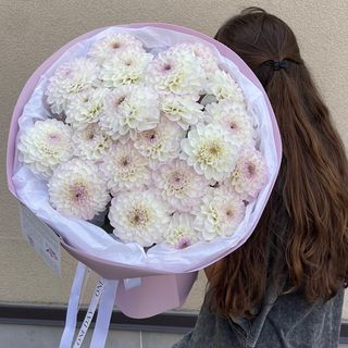 Біло-лавандові жоржини