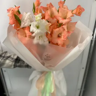 Гладіолус
